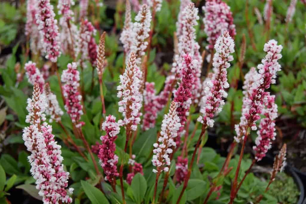 Persicaria affinis 'Darjeeling Red' ---